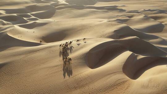 在沙漠中行走的驼队
