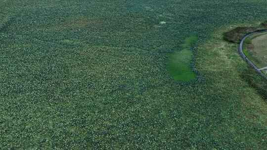 武汉江夏区黄家湖湿地公园航拍