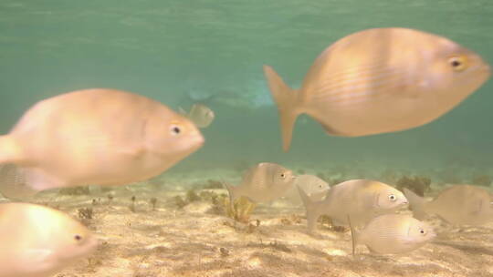 海底遨游的鱼群视频素材模板下载