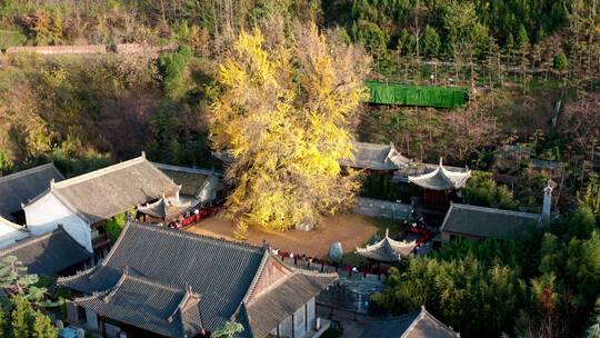 陕西省西安市古观音禅寺银杏树航拍