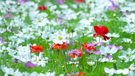 公园里格桑花随风飘扬