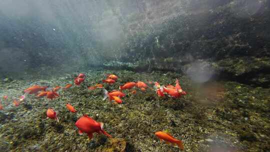 济南黑虎泉锦鲤水下世界