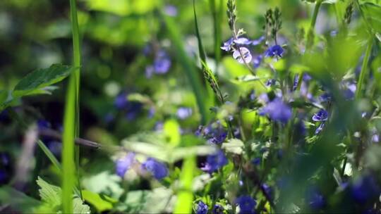 带阳光的野生森林中美丽的蓝色春天花的特写