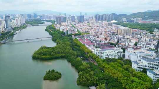 海南三亚城市街道、校园里盛开的黄色紫檀花