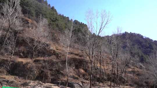 公路旁山野树林景色