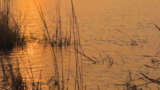 夕阳 芦苇摇曳 湖面景色 0284