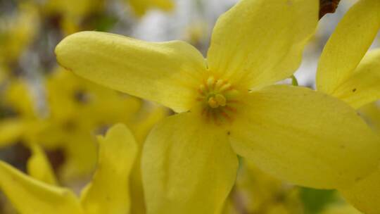 黄色花朵花蕊叶脉迎春花花园