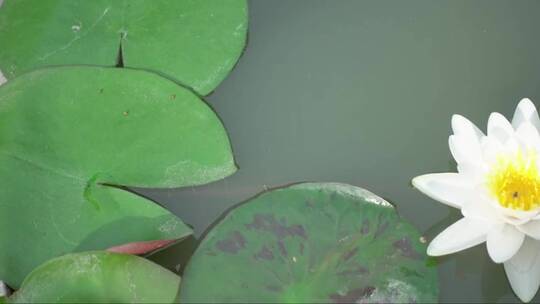 池塘里漂亮的白色睡莲