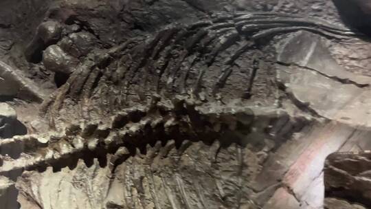 【镜头合集】考古化石中的恐龙骨骼