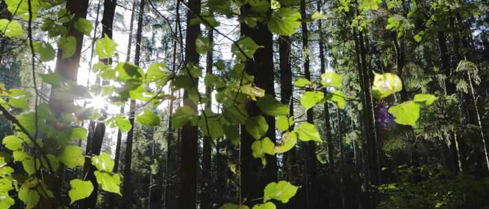 唯美绿色森林树林原始森林大自然
