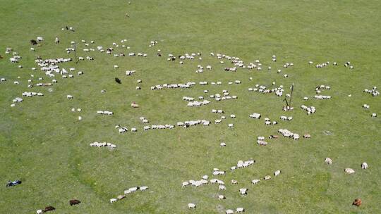 新疆巴音布鲁克草原上的羊群航拍