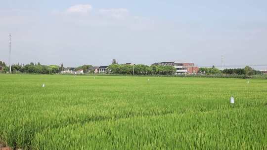 蓝天白云下大面积绿色的稻田高清