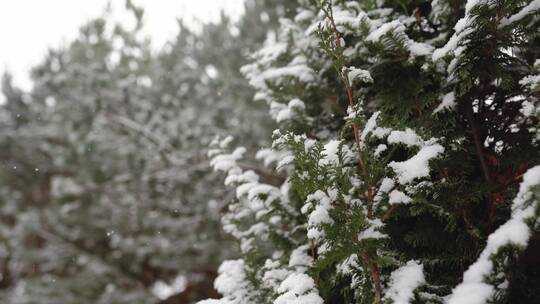 松树上的雪