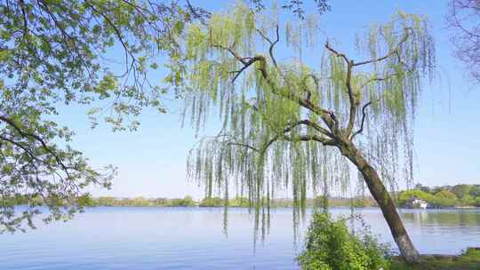 【合集】杭州西湖春天风景