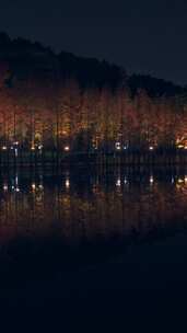 佛山千灯湖南海活水公园落羽杉夜景灯光