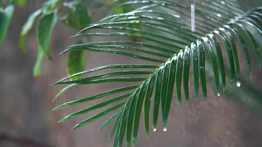 慢镜头大自然雨滴空镜-绿色植物-意境禅意视频素材模板下载