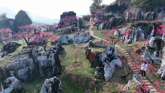 桃花树桃花林桃花山