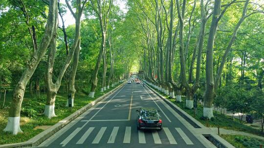 南京紫金山陵园路梧桐大道