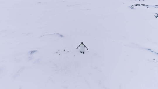 孤王企鹅波浪翼南极洲鸟瞰图视频素材模板下载