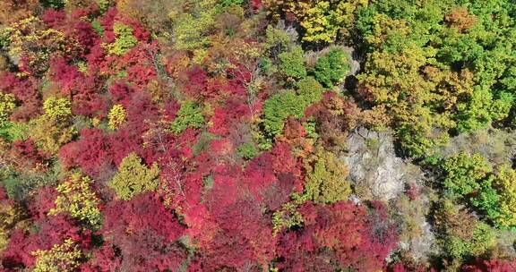 秋季山区枫红柞黄景色