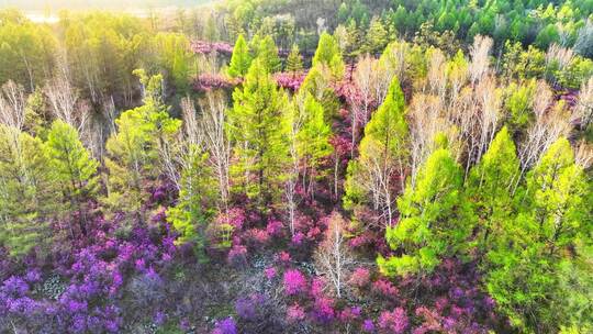 内蒙古达尔滨湖火山岩杜鹃花绽放