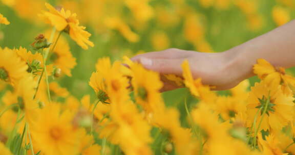 夏日阳光穿透花草手拂花朵