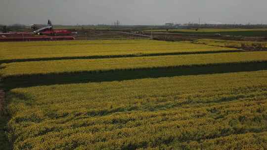 航拍油菜花基地春天开花视频素材模板下载