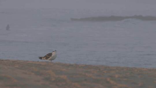 一只鸟正站在海边的海滩上