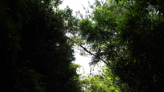 车窗外风景看窗外景色抬头仰视仰拍天空树林