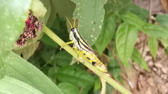 4K拍摄昆虫特写