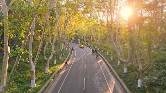 南京秋天 梧桐大道 陵园路