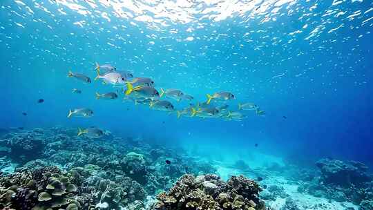 海底深海动物群鱼海洋海底世界