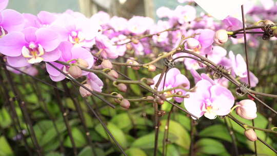 大棚种植蝴蝶兰 大棚种植花卉 花卉种植