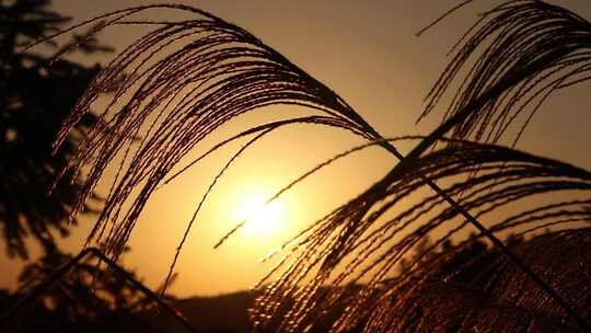 在夕阳照射的芦苇毛草草从