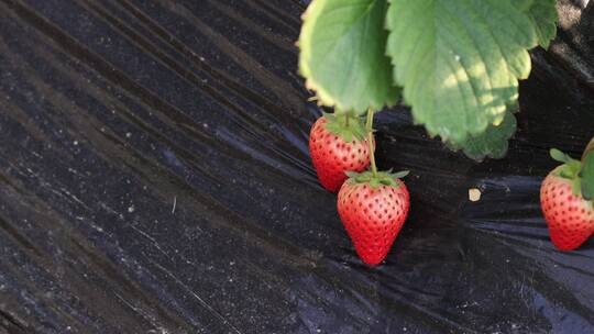 草莓大棚  草莓采摘园