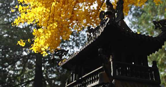 北京红螺寺秋天银杏飘落