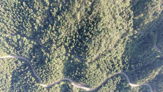 俯拍森林盘山公路道路植物