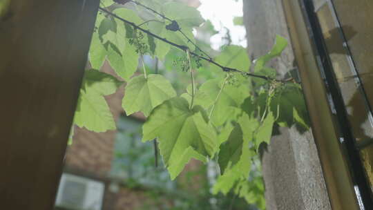 植物藤蔓空镜