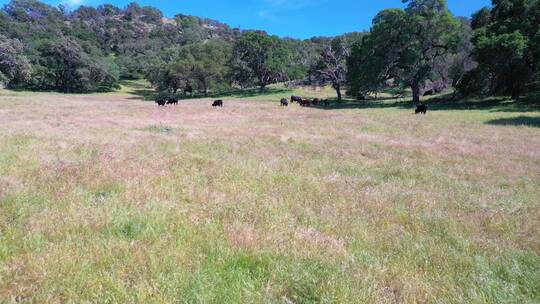 航拍吃草的牛群