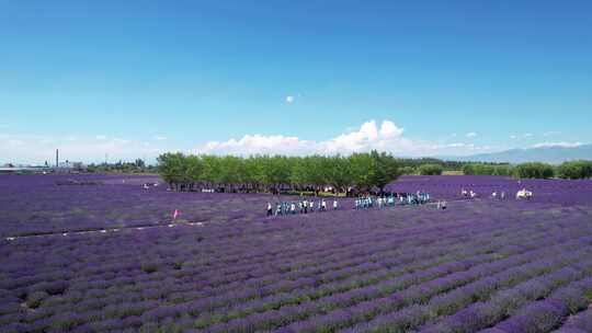 航拍新疆伊犁旅游夏天盛开的紫色薰衣草庄园