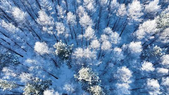 森林俯拍雪松雾凇大兴安岭冬天