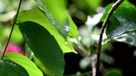 植物夏季降雨