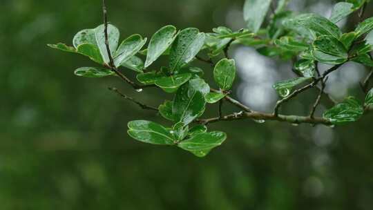 雨景雨滴绿叶