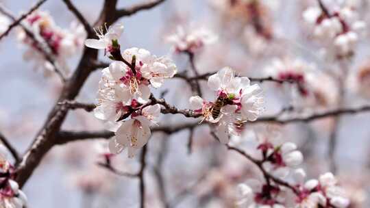 蜜蜂在花上采蜜