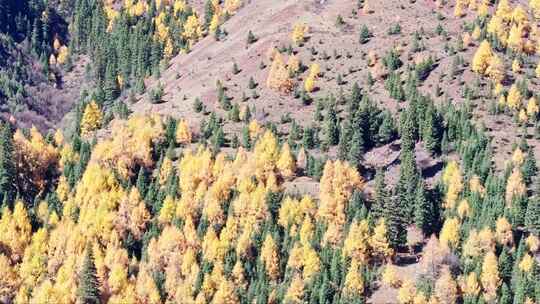 四川西部四姑娘山景区的植被秋色综合镜头