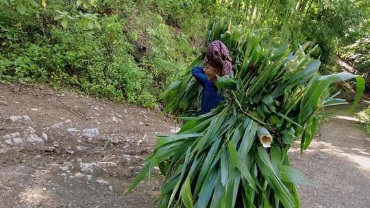 在森林里搬运植物的女人