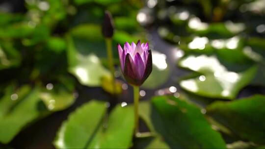 池塘里美丽的睡莲