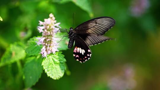 黑蝴蝶在藿香花上飞舞采蜜慢镜头
