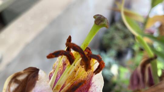 百合花花蕊特写镜头视频素材模板下载