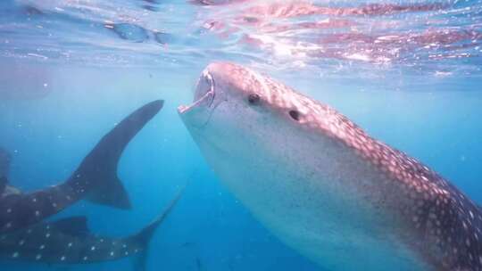 海洋巨兽鲸鲨最大的鲨鱼潜水海底